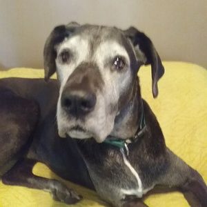 Meet your Posher, Paula